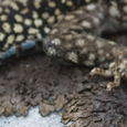 Podarcis muralis
